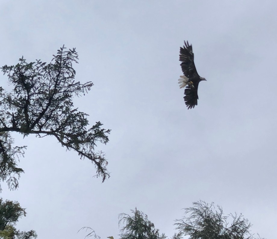 85A1A5B1-AFCF-4278-B320-7F984610AB34